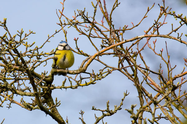 Blue tit in a bare tree