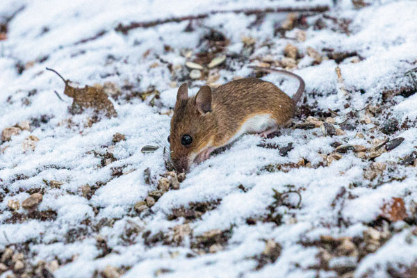 Mouse in the snow