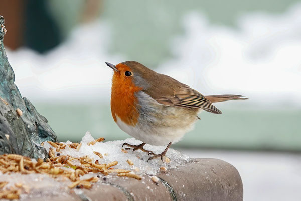 Robin eating mealworms in the snow