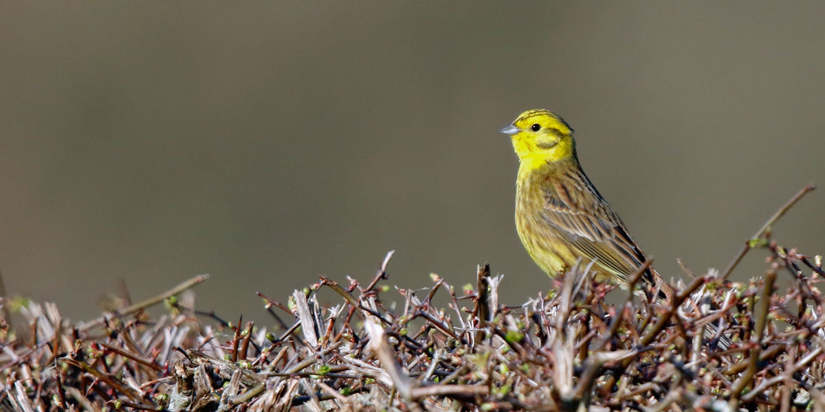 Yellowhammer on a hedge