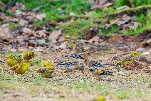 Mixed flock of yellowhammers and bramblings