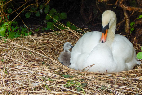 Mute swan on it's nest
