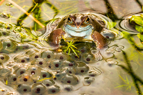 Frog sat on spawn