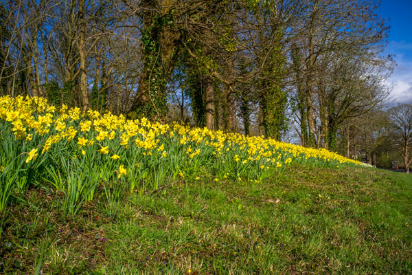 Wild daffodils on woodland edge