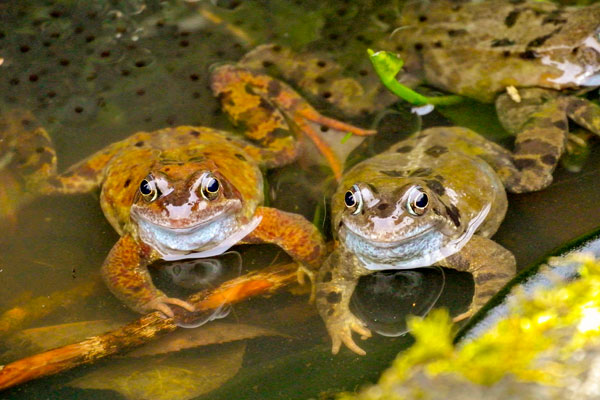 Pair of frogs in pond with spawn