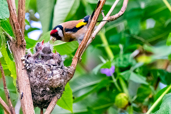 Goldfinch nesting with fledglings