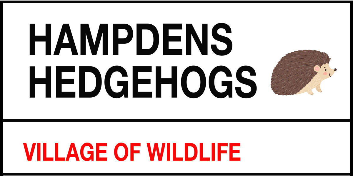 Hampdens hedgehog awareness week